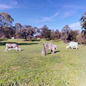 'Cow' by Jeff Thomson (StreetView)
