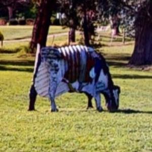 'Cow (Bluebell)' by Jeff Thomson (StreetView)