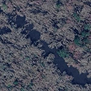 Purvis Lake (Google Maps)