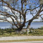 The Holly Hill Gnome Tree