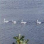 Swans (StreetView)