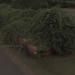 Car Overgrown by Vines