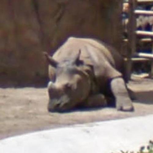 Sleeping Rhinoceros (StreetView)